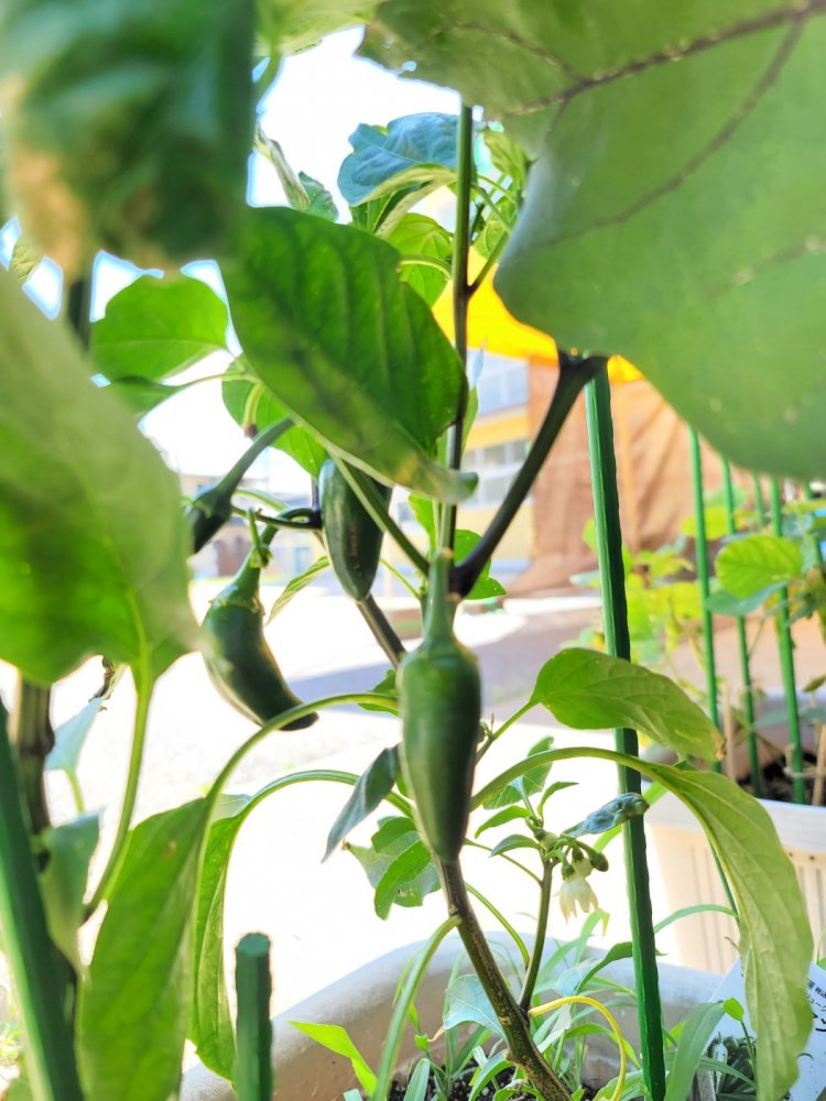 20220629154014.jpg 20220629154014.jpg