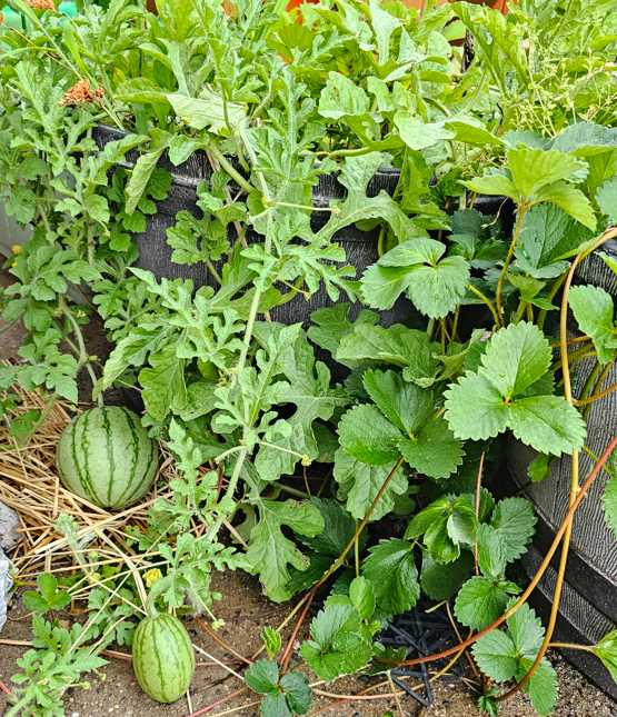 20230701104216.png 20230701104216.png